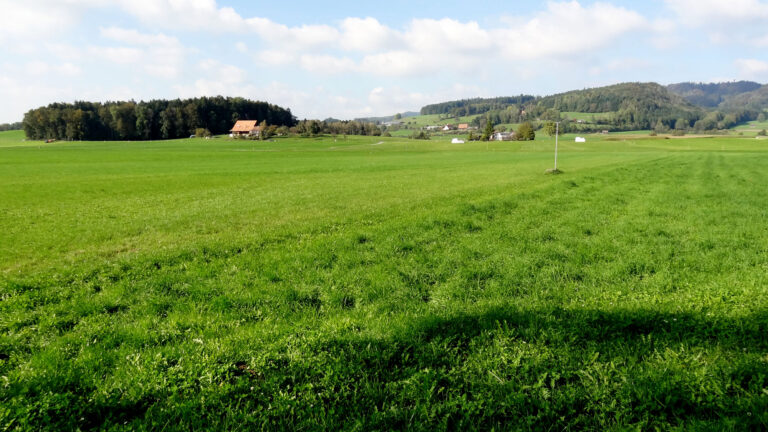 Blick über den nördlichen Bereich der Huser Allmend. Hier wächst saftig, grünes Gras. Im Hintergrund mit einiger Entfernung sieht man Bauernhöfe.