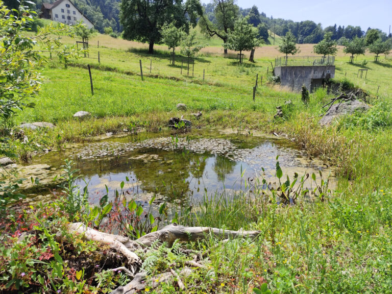 Aktuell_2025-06-01_belebter_Teich ökologische Auszeichung